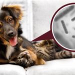 Gut Health Matters: Why Probiotics Are Taking Over the Pet Care World